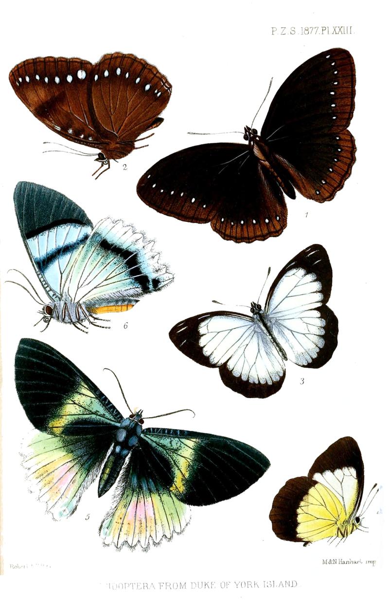 1 2 Diadema unicolor 3 4 Pieris quadricolor 5 6 Alcides aurora