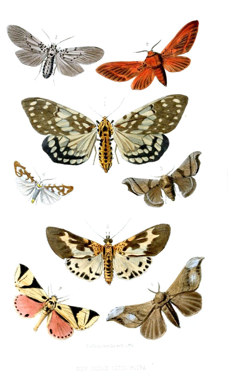 Moths from British India 5 Wild Silkmoth upperside of female