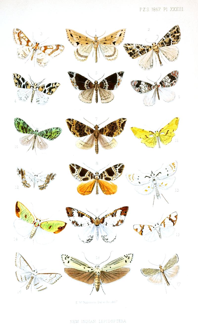 Moths from Darjeeling and Bengal