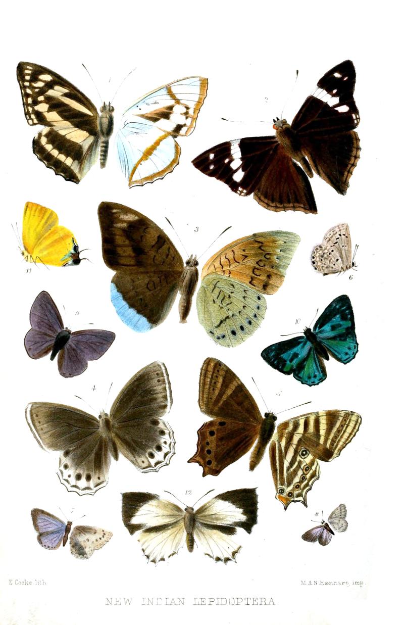 Lepidoptera3Cooke