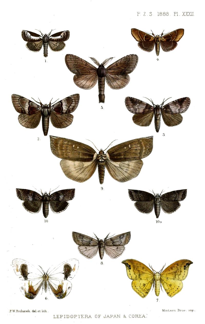 Lepidoptera3Frohawk1888