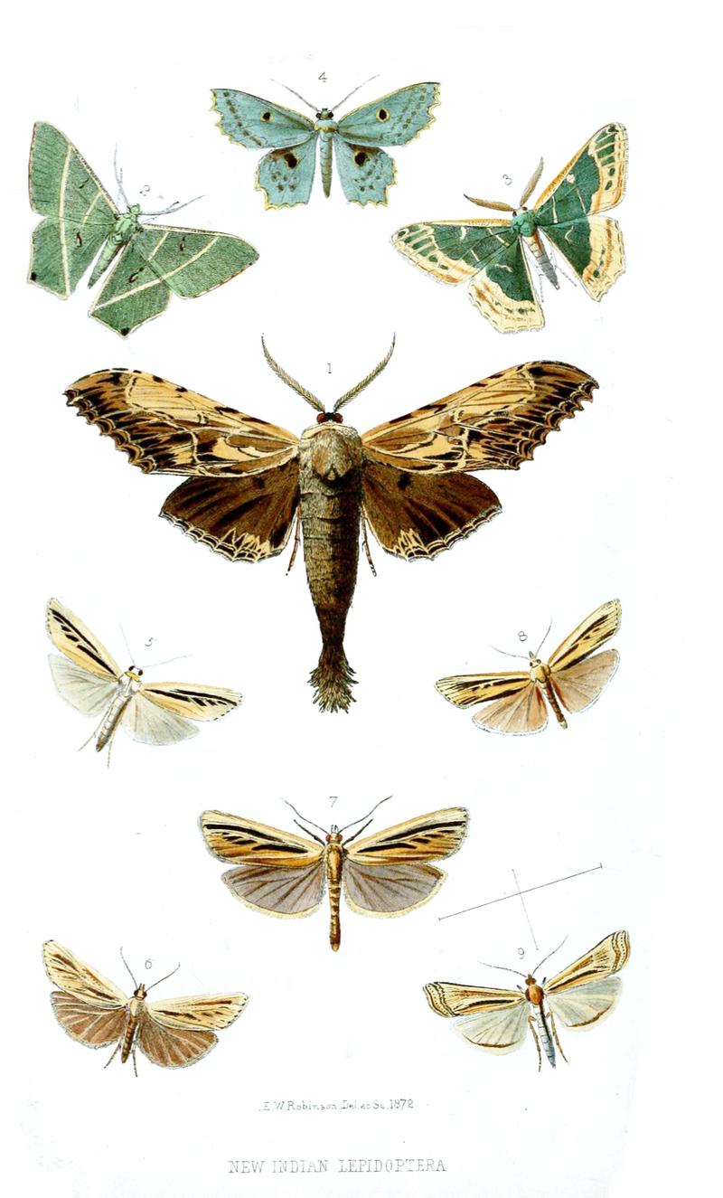 Moths from British India