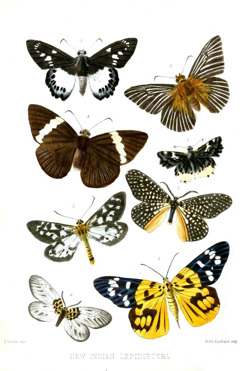 New Indian Lepidoptera