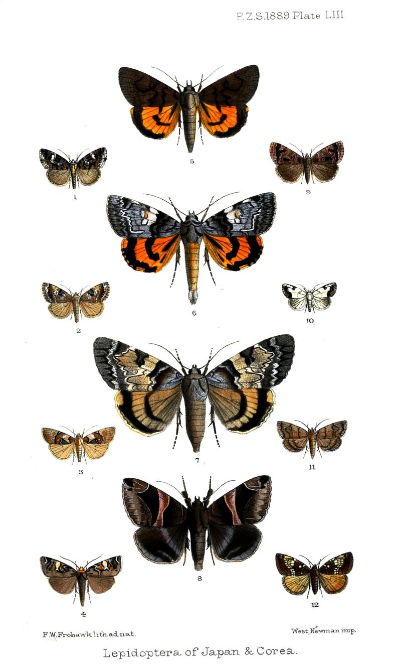 Lepidoptera4Frohawk1889