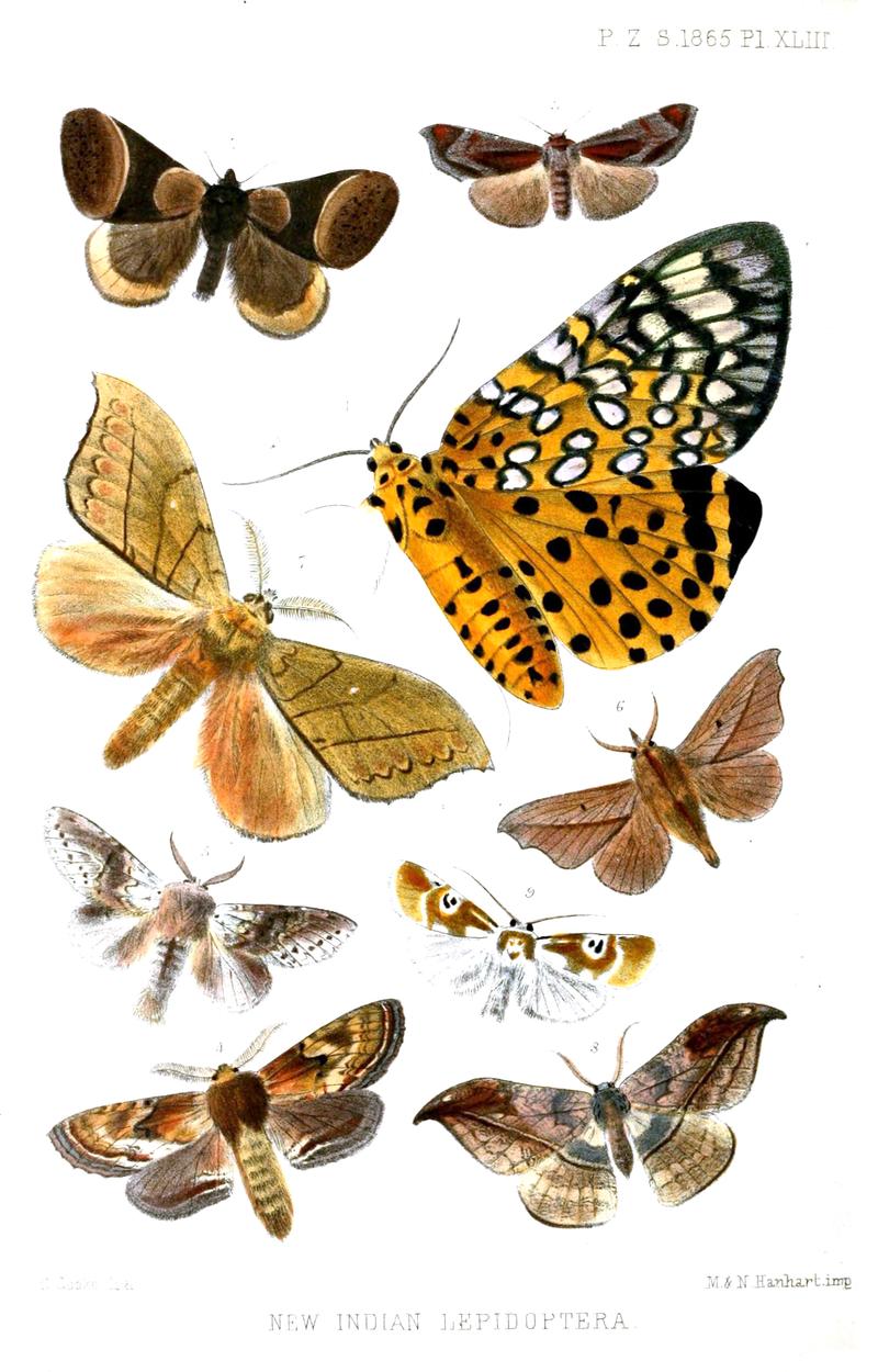 New Indian Lepidoptera