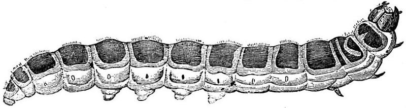 Larva of Cossus cossus Goat Moth Europe
