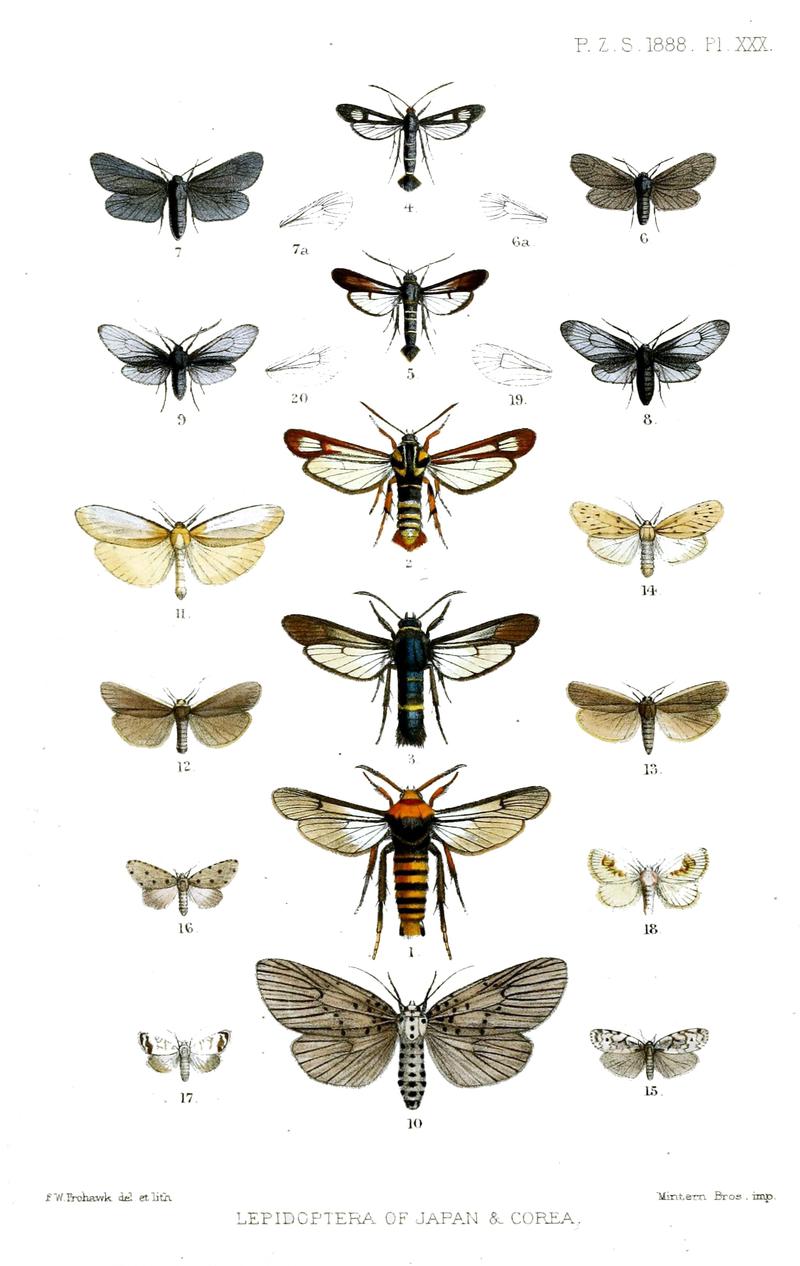 LepidopteraFrohawk1888