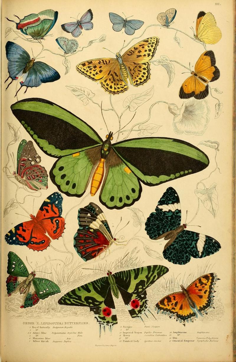 Lepidoptera (51281750296)