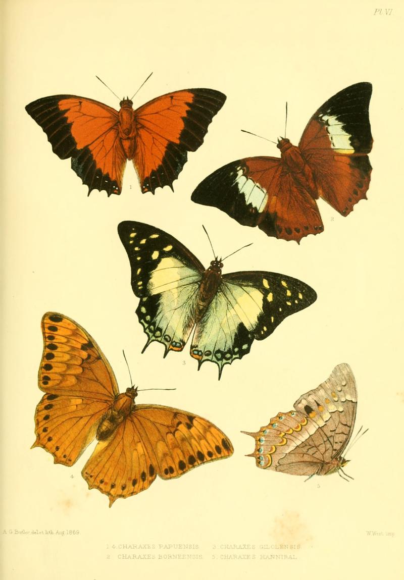 Lepidoptera exotica, or, Descriptions and illustrations, 1869-1874 BHL10082055