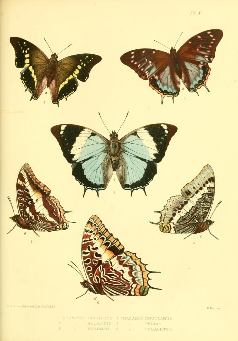 Lepidoptera exotica, or, Descriptions and illustrations, 1869-1874 BHL10082063