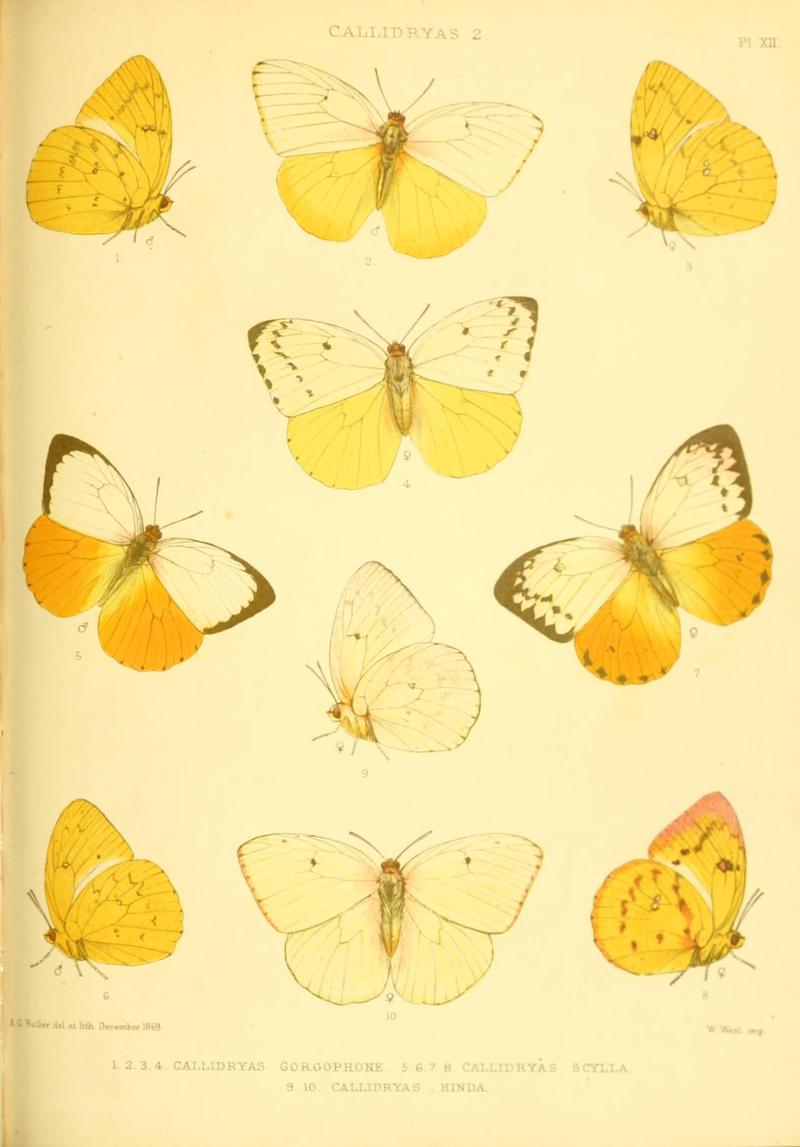 Lepidoptera exotica, or, Descriptions and illustrations, 1869-1874 BHL10082067