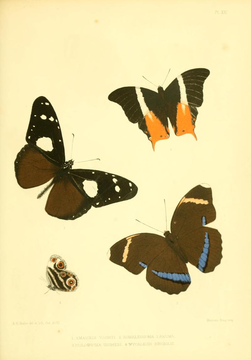 Lepidoptera exotica, or, Descriptions and illustrations, 1869-1874 BHL10082085