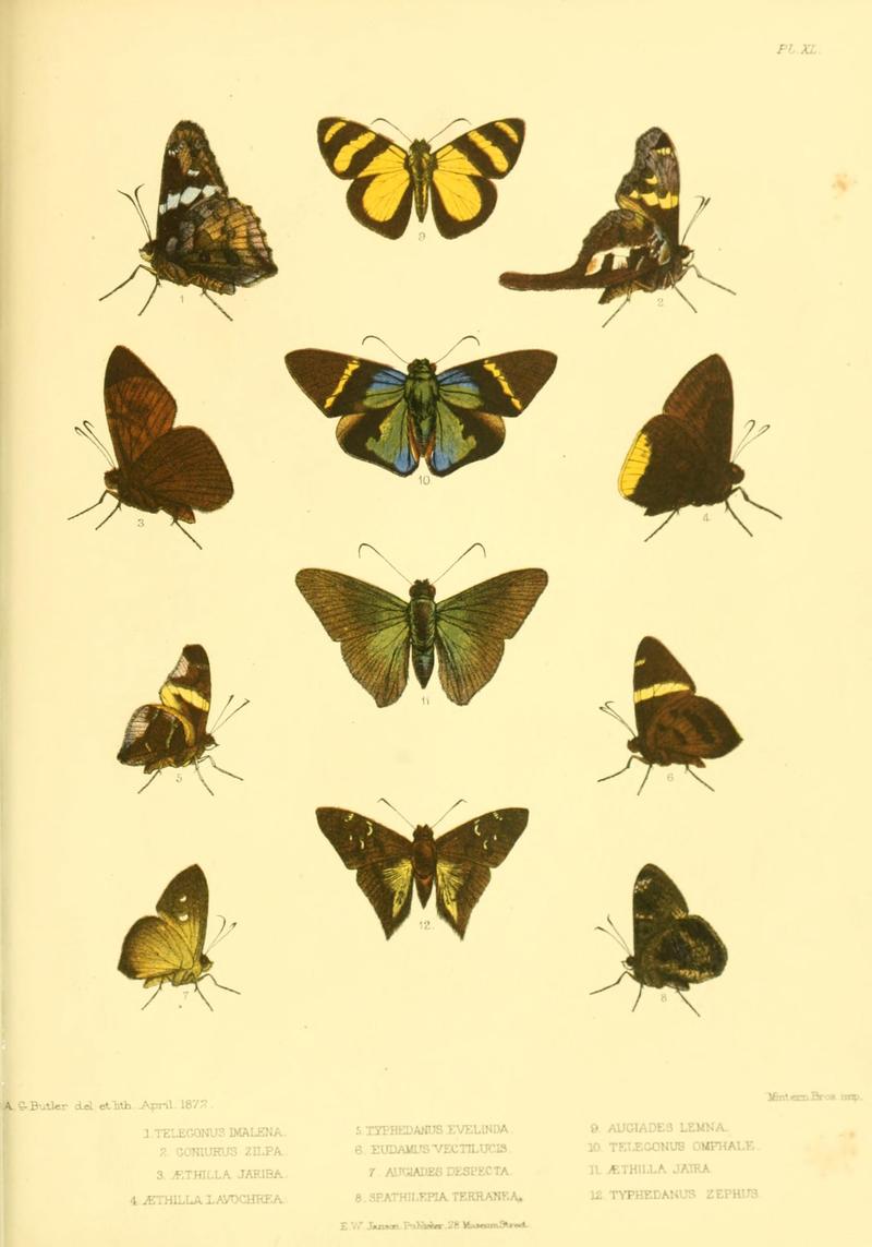 Lepidoptera exotica, or, Descriptions and illustrations, 1869-1874 BHL10082123