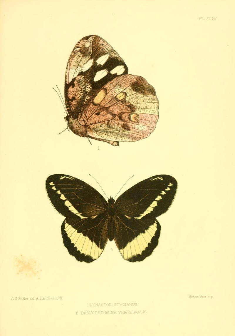 Lepidoptera exotica, or, Descriptions and illustrations, 1869-1874 BHL10082138