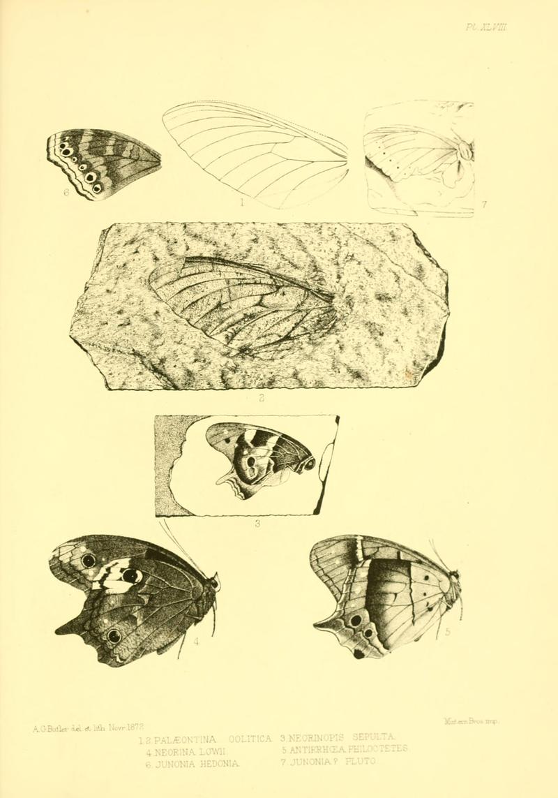 Lepidoptera exotica, or, Descriptions and illustrations, 1869-1874 BHL10082140