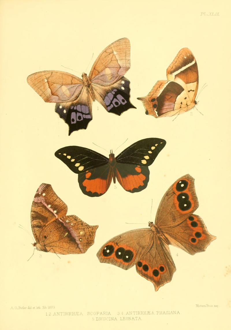 Lepidoptera exotica, or, Descriptions and illustrations, 1869-1874 BHL10082142