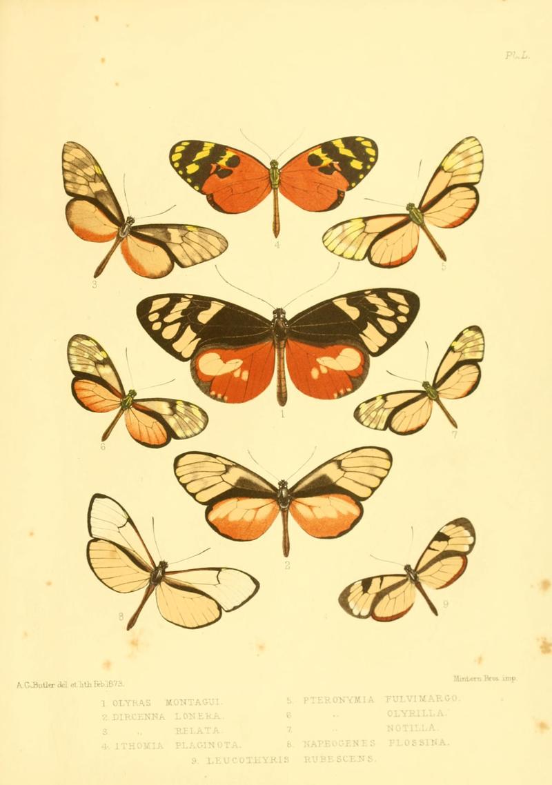 Lepidoptera exotica, or, Descriptions and illustrations, 1869-1874 BHL10082144