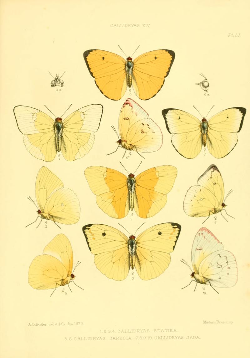Lepidoptera exotica, or, Descriptions and illustrations, 1869-1874 BHL10082146