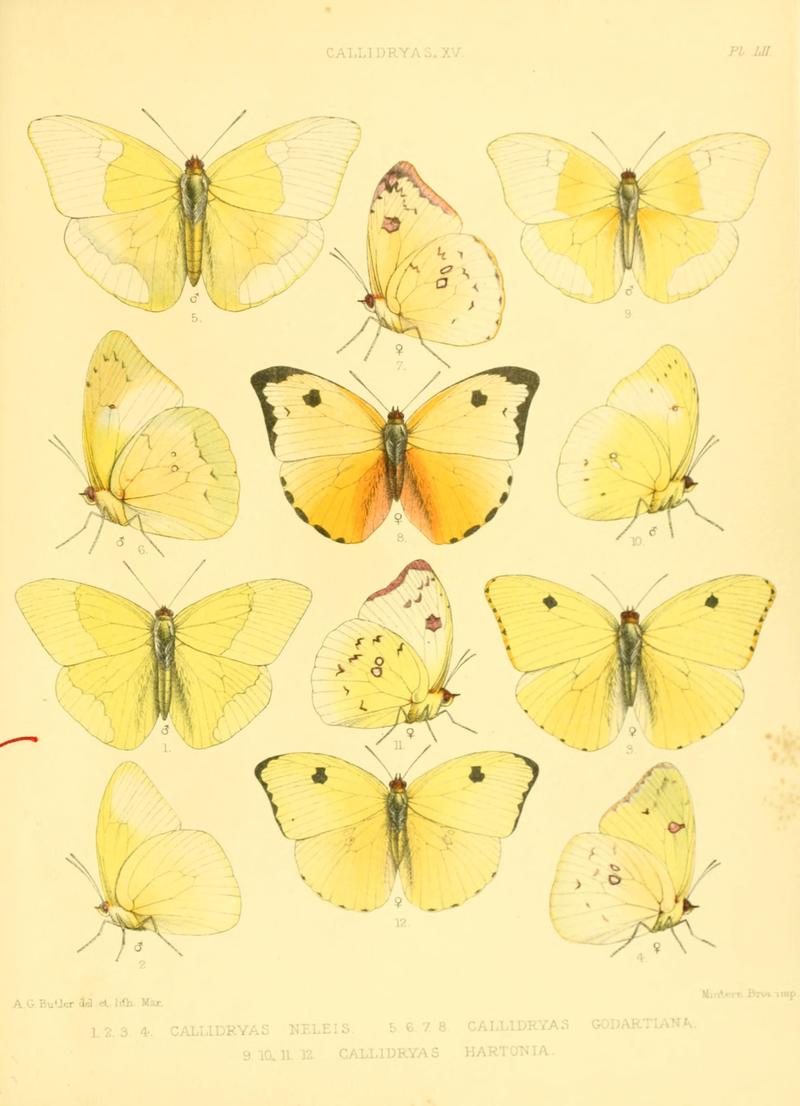 Lepidoptera exotica, or, Descriptions and illustrations, 1869-1874 BHL10082148