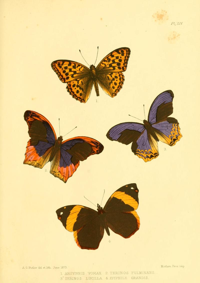 Lepidoptera exotica, or, Descriptions and illustrations, 1869-1874 BHL10082152