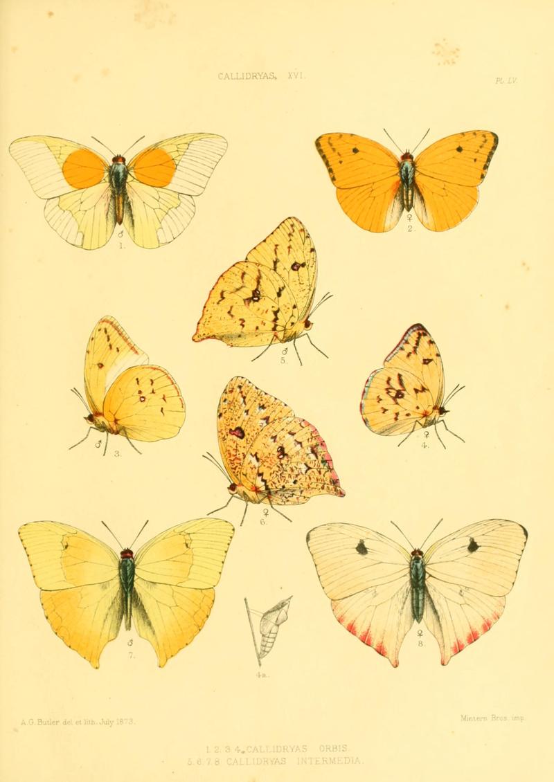 Lepidoptera exotica, or, Descriptions and illustrations, 1869-1874 BHL10082154