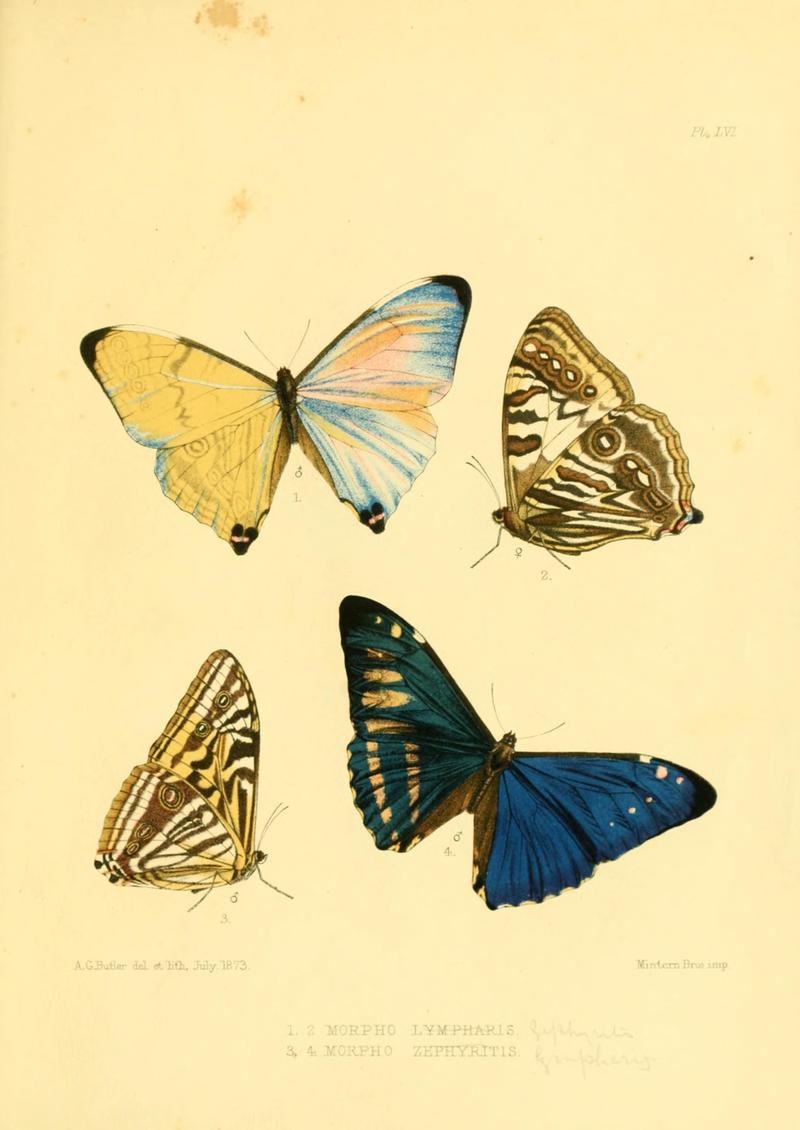 Lepidoptera exotica, or, Descriptions and illustrations, 1869-1874 BHL10082156