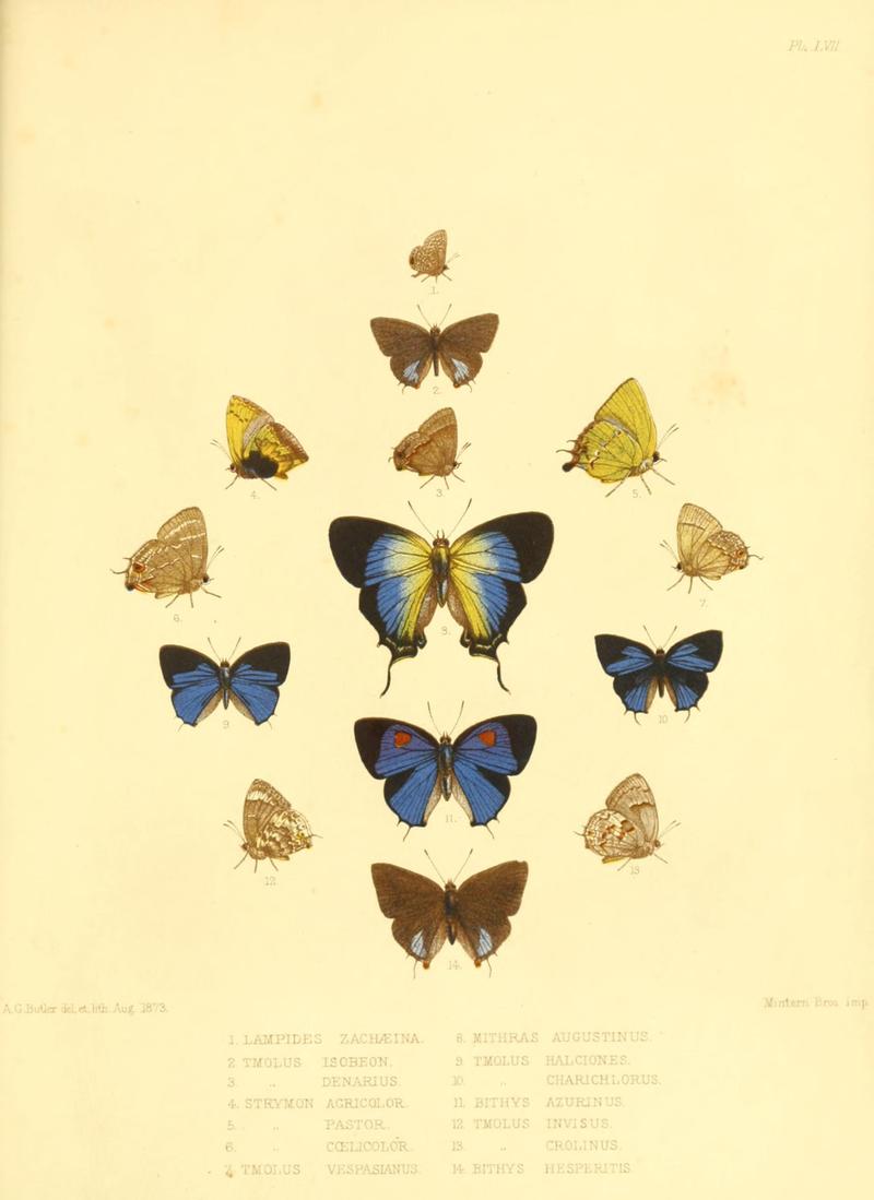 Lepidoptera exotica, or, Descriptions and illustrations, 1869-1874 BHL10082158