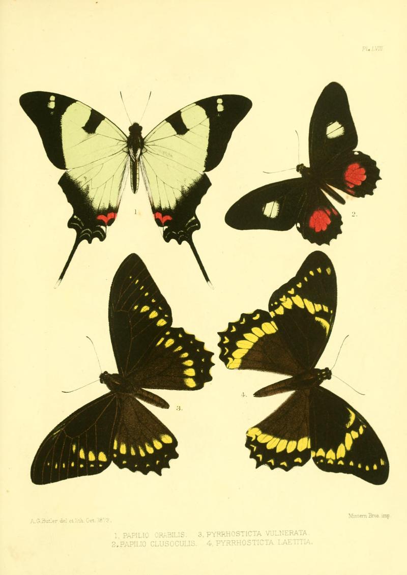 Lepidoptera exotica, or, Descriptions and illustrations, 1869-1874 BHL10082160