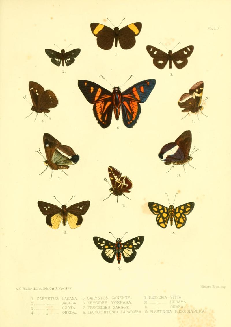 Lepidoptera exotica, or, Descriptions and illustrations, 1869-1874 BHL10082162