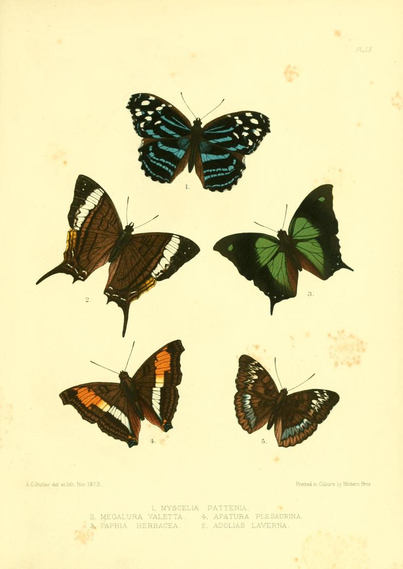 Lepidoptera exotica, or, Descriptions and illustrations, 1869-1874 BHL10082164
