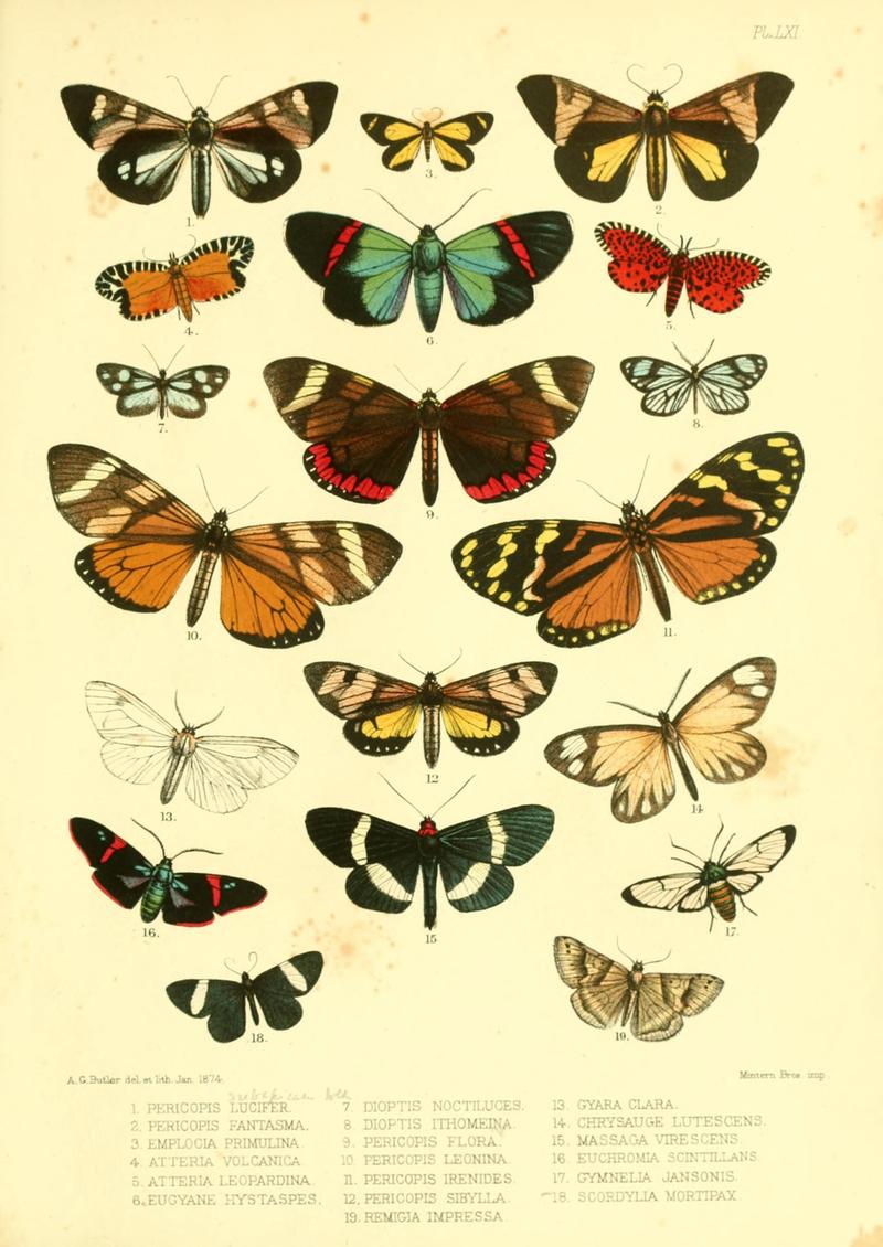 Lepidoptera exotica, or, Descriptions and illustrations, 1869-1874 BHL10082166