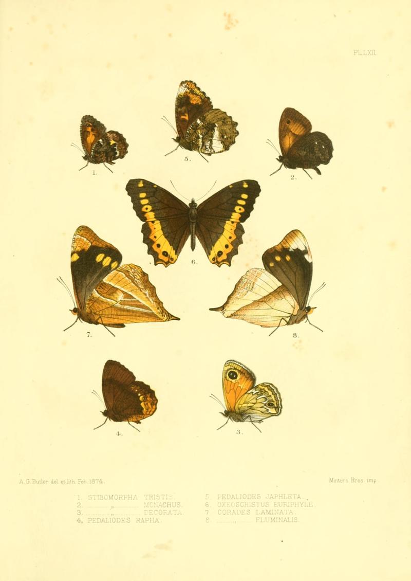 Lepidoptera exotica, or, Descriptions and illustrations, 1869-1874 BHL10082168