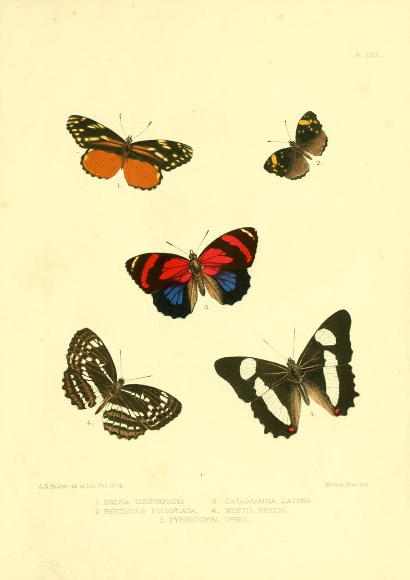 Lepidoptera exotica, or, Descriptions and illustrations, 1869-1874 BHL10082170