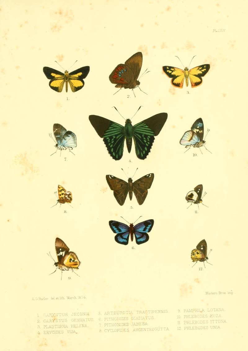 Lepidoptera exotica, or, Descriptions and illustrations, 1869-1874 BHL10082172
