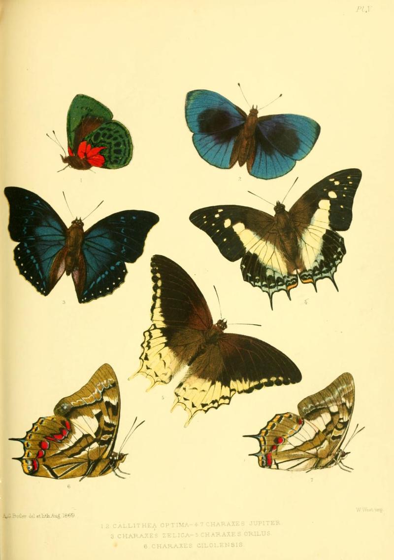 Lepidoptera exotica, or, Descriptions and illustrations, 1869-1874 PlateV