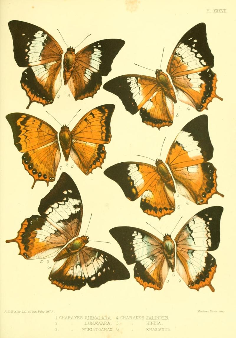 Lepidoptera exotica, or, Descriptions and illustrations, 1869-1874 PlateXXXVII