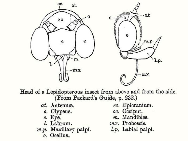 Lepidoptera head gfhampson