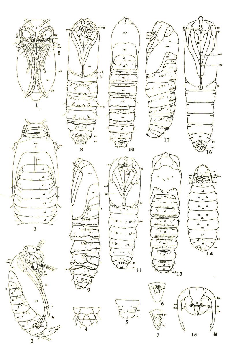 Lepidopteran pupae