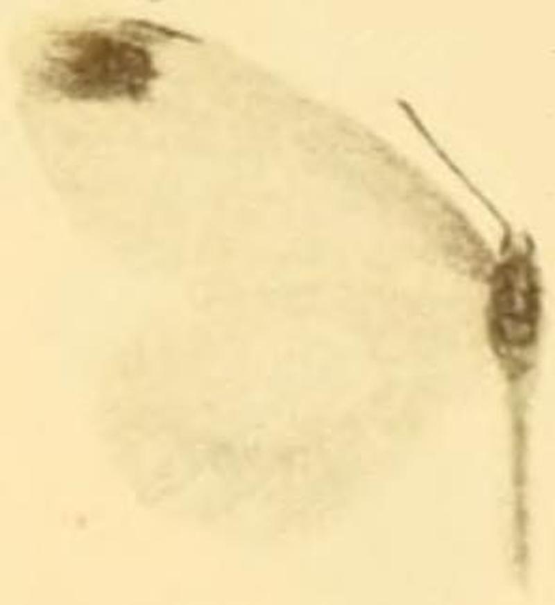 Leptidea amurensis