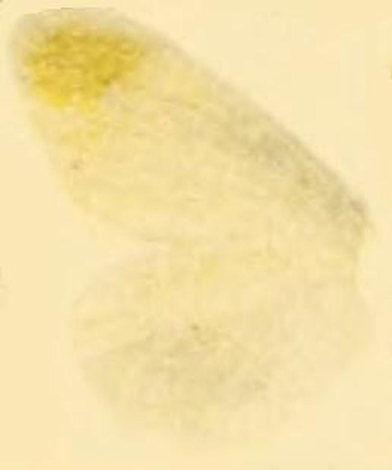 Leptidea amurensis underside