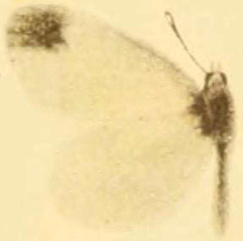 Leptidea duponcheli