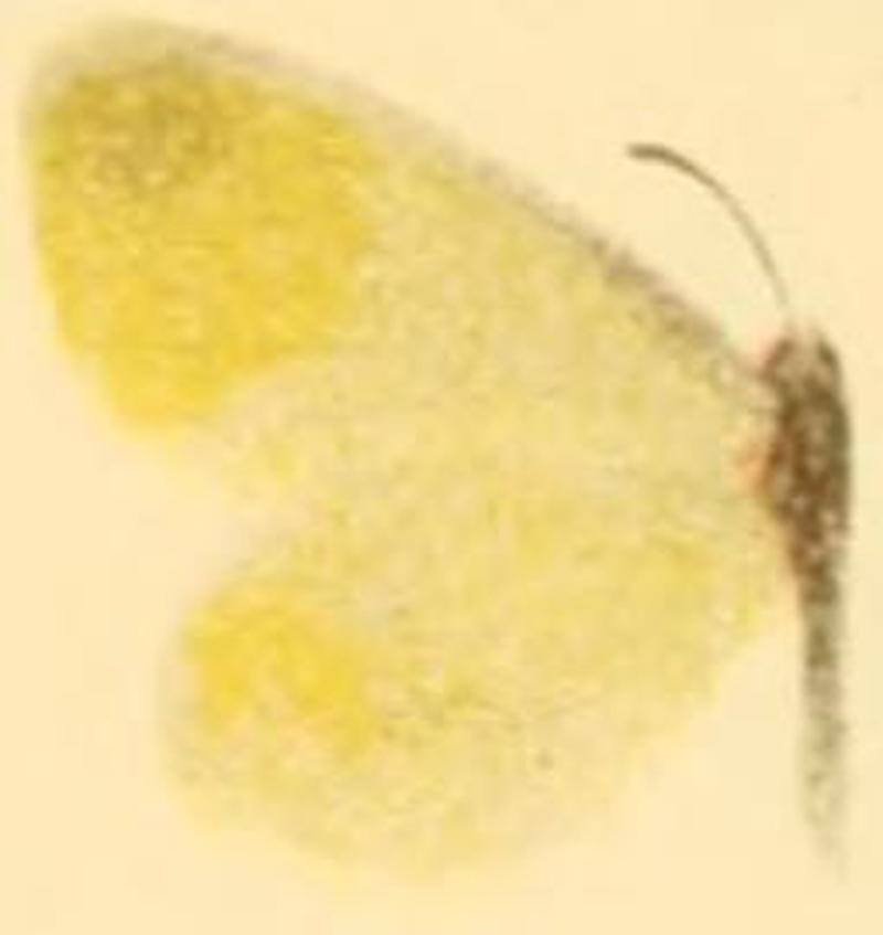 Leptidea duponcheli female