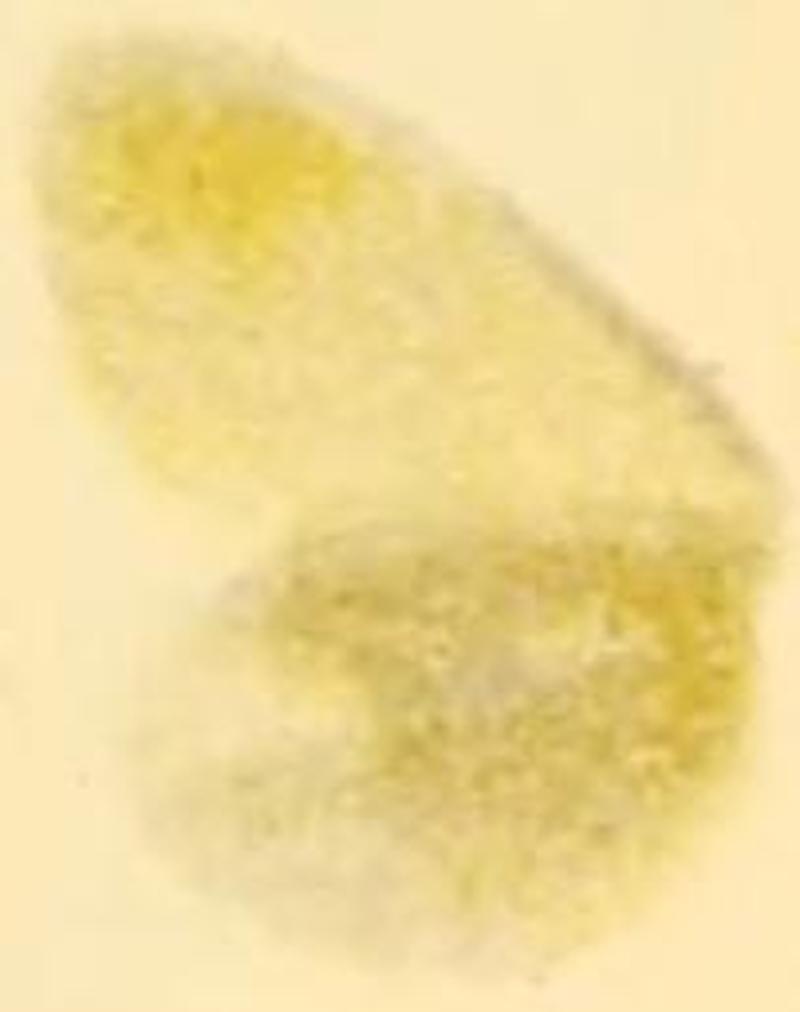 Leptidea duponcheli underside