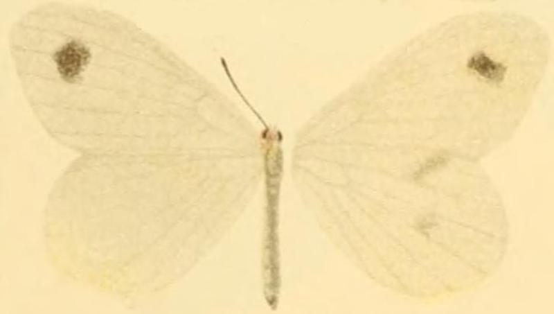 Leptidea gigantea