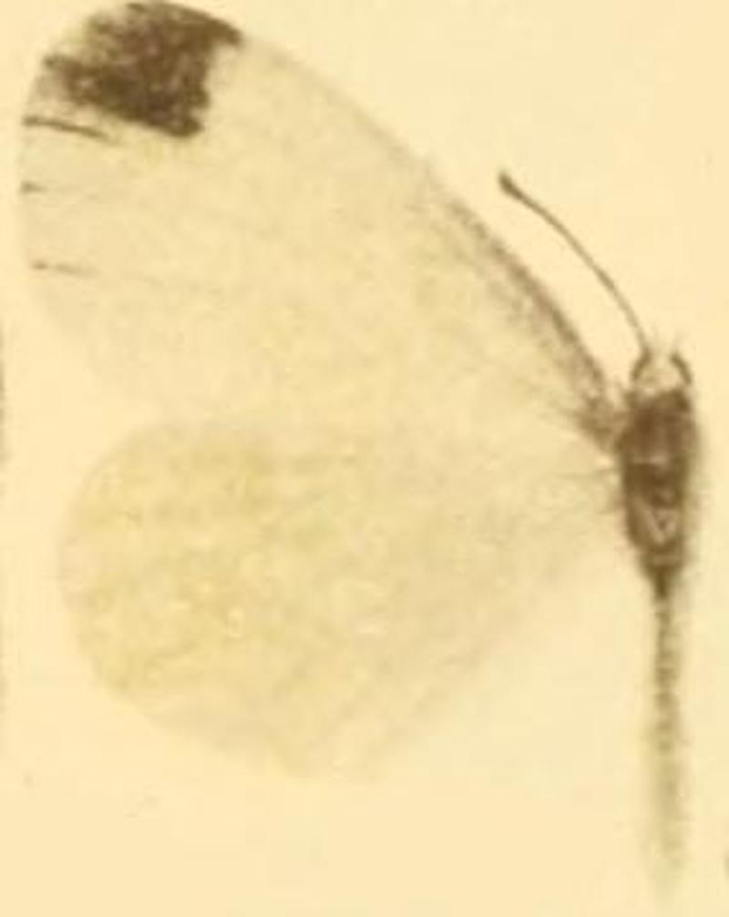 Leptidea morsei major