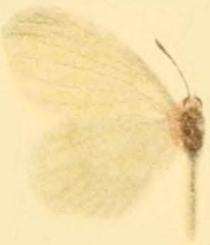 Leptidea morsei major female