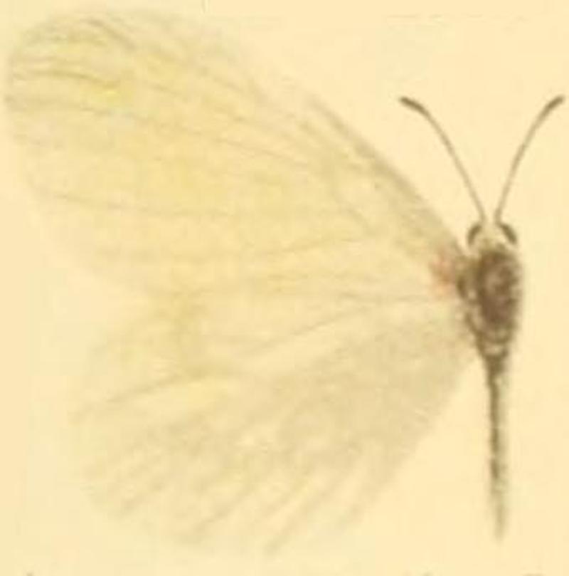 Leptidea morsei major female (croatica)