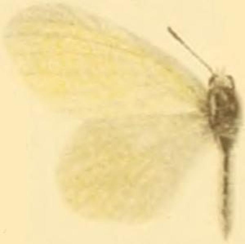 Leptidea morsei major male (croatica)