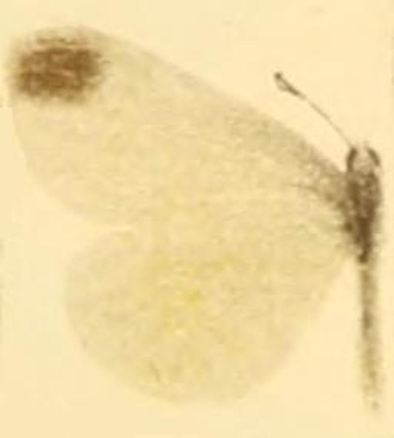 Leptidea sinapis f. diniensis