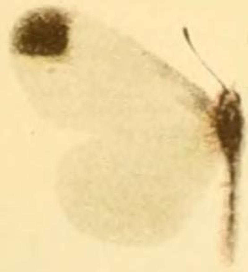 Leptidea sinapis male